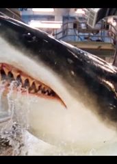 《深海狂鲨》：三大怪兽片之一，比《大白鲨》更生猛的鲨鱼电影