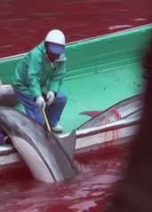 【扁豆】冒着生命危险卧底偷拍日本人屠杀海豚，豆瓣9.3分纪录片《海豚湾》
