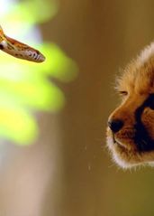 【越哥】男孩捡了一只猎豹，孤身深入非洲大草原，送它回归自然！《小豹杜玛》