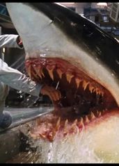 一部讓你全程腎上素飄升的鯊魚片《深海狂鯊》，全程无尿點緊張到窒息！