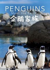 企鹅家族(国)的海报