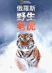 俄罗斯野生老虎的海报