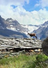 探访阿尔卑斯山上的生命痕迹