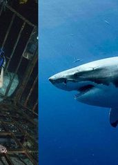 深海惊悚片《鲨海》：的海报