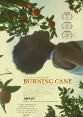 燃烧的甘蔗的海报