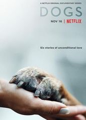 爱犬情深   第一季的海报