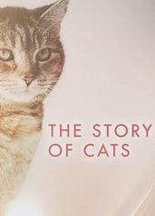 猫科动物的故事的海报
