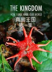 真菌王国第一季的海报