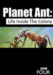 蚂蚁星球的海报